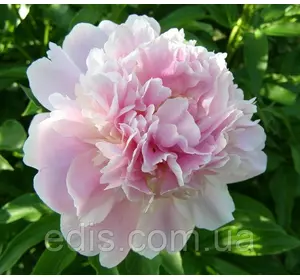 Півонія Catharina Fontyn кореневище Півонія Catharina Fontyn кореневище