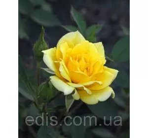 Троянда бордюрна Жовта лялька (Yellow doll) Троянда бордюрна Жовта лялька (Yellow doll)