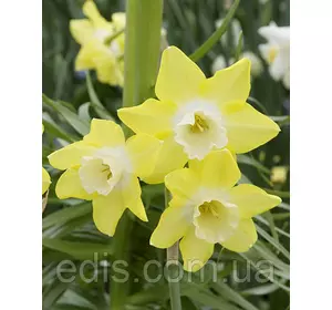 Нарцис багатоквітковий Pipit (Піпіт) 10/12 1 шт./уп. Нарцис багатоквітковий Pipit (Піпіт) 10/12 1 шт./уп.