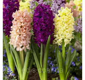 Набір гіацинтів Літній вечір 3 цибулини Набір гіацинтів Літній вечір 3 цибулини