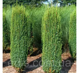 Ялівець Hibernica (Хіберніка) у контейнері Ялівець Hibernica (Хіберніка) у контейнері