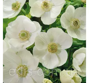 Анемона корончаста The Bride (Зе Брайд) 5 бульб/уп. Анемона корончаста The Bride (Зе Брайд) 5 бульб/уп.