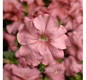 Петунія крупноквіткова Іветта F1, 10 насінин-драже, Яскрава PREMIUM Петунія крупноквіткова Іветта F1, 10 насінин-драже, Яскрава PREMIUM