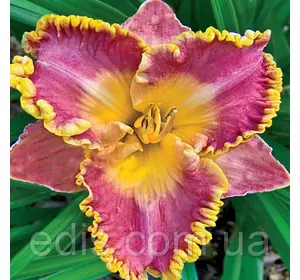 Лілейник French Lingerie Лілейник French Lingerie