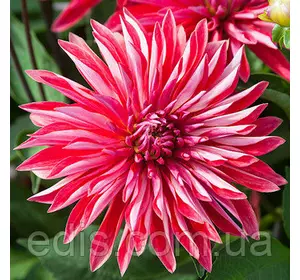 Жоржина високоросла Selina Жоржина високоросла Selina