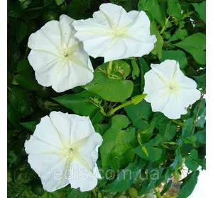 Іпомея Біла 1,0 г (однорічник), насіння Яскраву Іпомея Біла 1,0 г (однорічник), насіння Яскраву