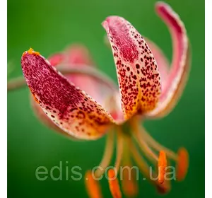 Лілія Мартагон P 313 (JW03) 1 цибулина 14/16 Лілія Мартагон P 313 (JW03) 1 цибулина 14/16