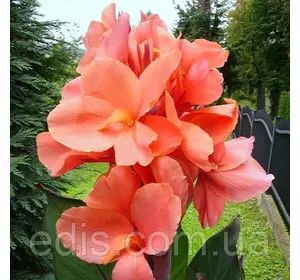 Канна темнолиста Tirol Канна темнолиста Tirol