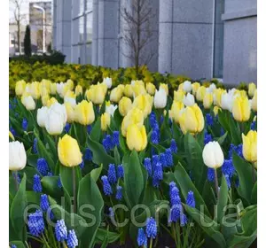 Арт-набір цибулин квітів Чумацький шлях 10 цибулин Арт-набір цибулин квітів Чумацький шлях 10 цибулин