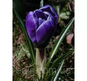 Крокус Великоквітковий Negro Boy 5 цибулин Крокус Великоквітковий Negro Boy 5 цибулин