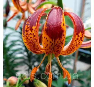 Лілія Мартагон Arabian Knight 1 цибулина 12/14 Лілія Мартагон Arabian Knight 1 цибулина 12/14