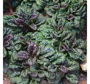 Аюга (Живучка) Metallica Crispa (Металіка Кріспа), саджанець Аюга (Живучка) Metallica Crispa (Металіка Кріспа), саджанець