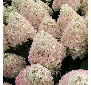 Гортензія Magical Sweet Summer у контейнері Гортензія Magical Sweet Summer у контейнері