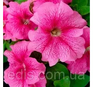 Сурфінія Роузі Вельвет F1, 10 насінин-драже, Яскрава PREMIUM Сурфінія Роузі Вельвет F1, 10 насінин-драже, Яскрава PREMIUM