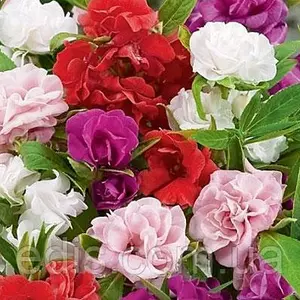 Насіння бальзаміну Насіння бальзаміну