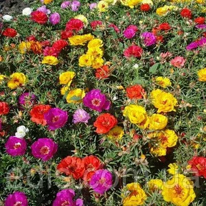 Насіння портулаку Насіння портулаку