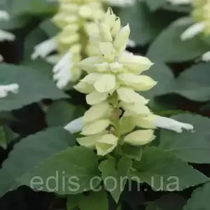 Насіння шавлії Насіння шавлії