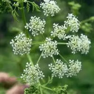 Насіння кмину Насіння кмину