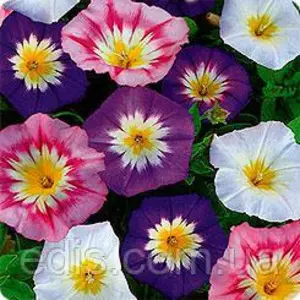 Насіння березки Насіння березки