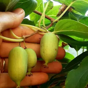 Актинідія Актинідія