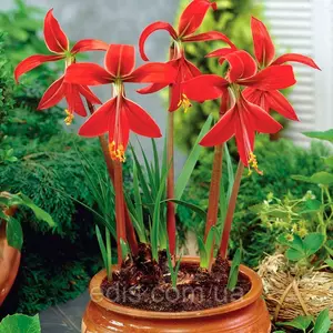 Шпрекелія Шпрекелія