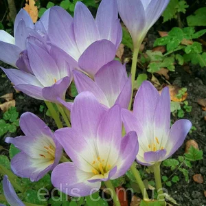 Пізньоцвіт (Колхікум) Пізньоцвіт (Колхікум)