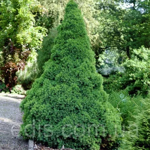 Ялина Ялина