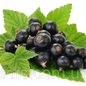 Смородина Смородина