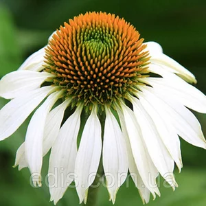 Ехінацея Ехінацея