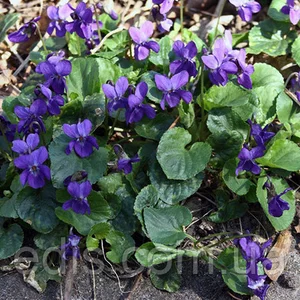 Фіалки садові Фіалки садові