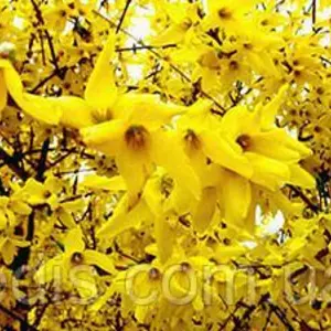 Форзиція Форзиція