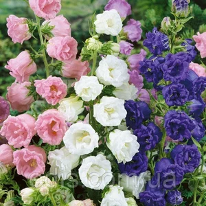 Насіння дзвіночків Насіння дзвіночків