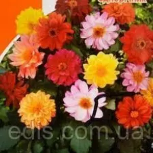 Насіння жоржини Насіння жоржини