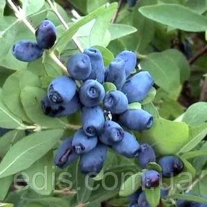 Жимолость Жимолость