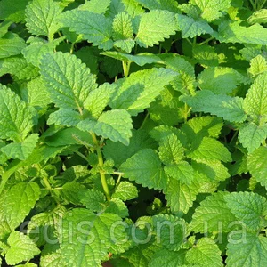 М'ята, меліса М'ята, меліса