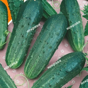 Насіння огірків Насіння огірків