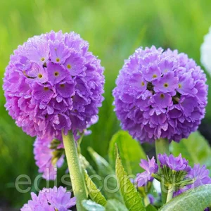 Примула (первоцвіт) Примула (первоцвіт)