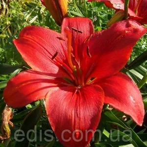 Лілії LA гібриди Лілії LA гібриди