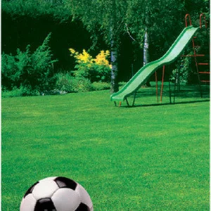 Насіння газонної трави Насіння газонної трави