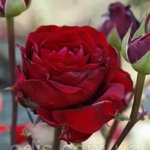 Розы красные Розы красные