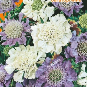 Насіння Скабіози багаторічною Насіння Скабіози багаторічною