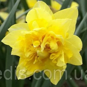 Нарциси Нарциси