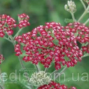 Деревій (ахіллеї) Деревій (ахіллеї)