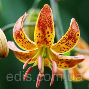 Лілії Мартагон Лілії Мартагон