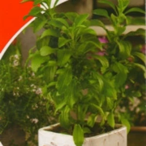 Насіння стевії лікарської Насіння стевії лікарської