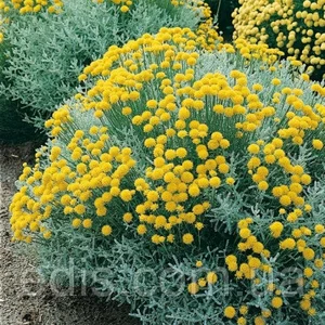 Сантолина Сантолина