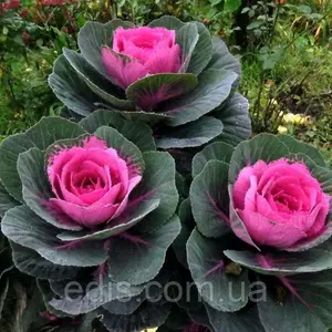 Насіння капусти декоративної Бахромчатої Насіння капусти декоративної Бахромчатої