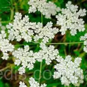 Насіння анісу Насіння анісу