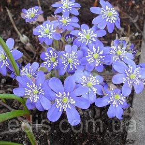 Багаторічні квіти і трави Багаторічні квіти і трави