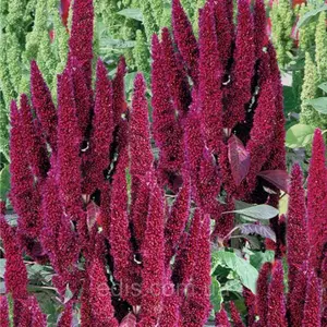 Насіння амаранту Насіння амаранту